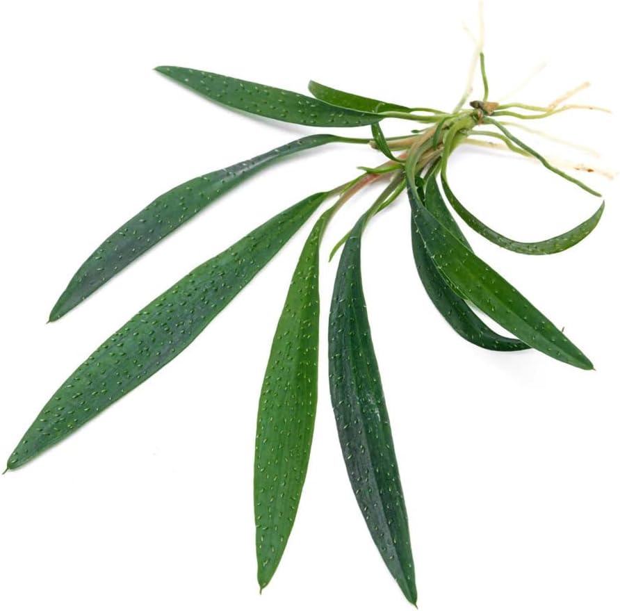 SubstrateSource Live Jungle Plant - Homalomena sp. 'Sub-Hasei' - Moderate Care, Low to Medium Light, Green Accent, Vivarium or Paludarium Terrestrial Rosette - Loose/Bare Root