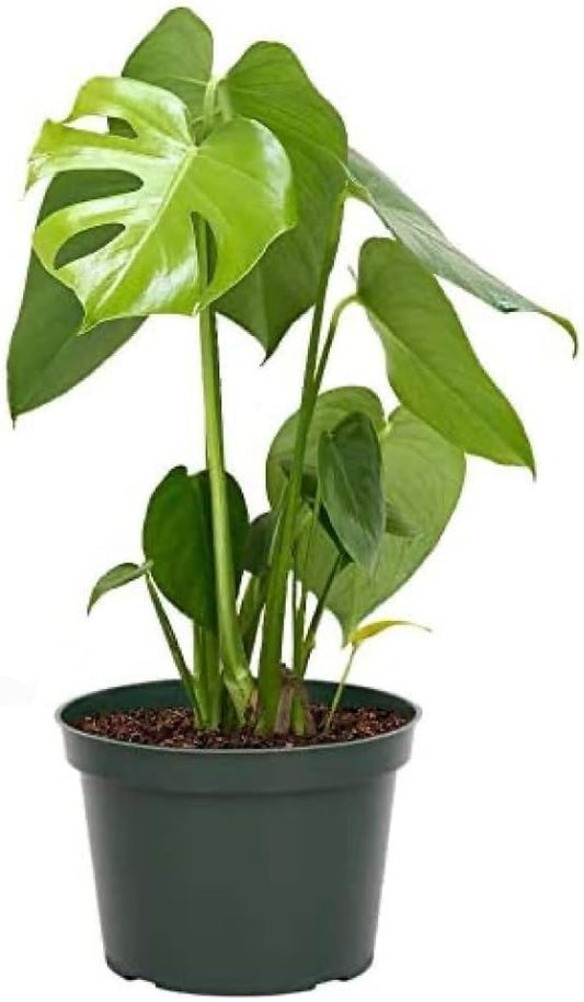 American Plant Exchange Monstera Deliciosa - Live 6-Inch Pot, Easy-Care Split Leaf Vine
