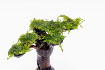 SubstrateSource Live Planted Decor - Moss on Bonsai (Aquascaping Tree) - Low to Moderate Light, Bright Green Freshwater Accent for Aquatic Layout, Midground Placement Centerpiece - Extra Small, 1 Pack