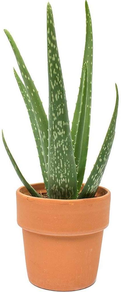 Aloe Vera Live Plant for Indoor | Different Houseplants in 4'' & 6'' Pot | Real House Plant for Living Room, Office, Desk & Bathroom