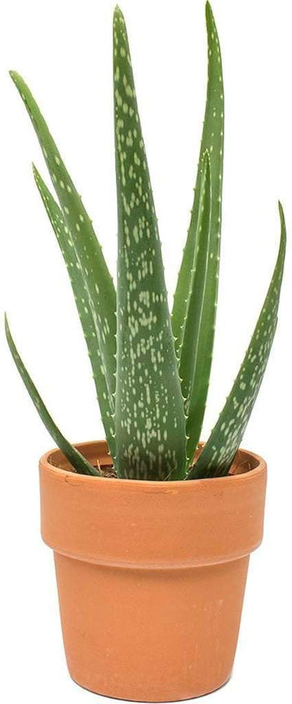 Aloe Vera Live Plant for Indoor | Different Houseplants in 4'' & 6'' Pot | Real House Plant for Living Room, Office, Desk & Bathroom