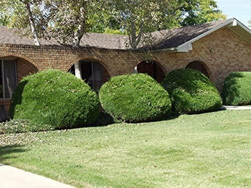 Sea Green Juniper - 1 Live Gallon Size Plant - Juniperus Chinensis - Drought Tolerant Cold Hardy Evergreen Border Screening Shrub