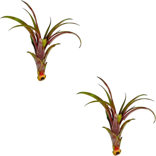 ragnaroc Air Plants - Tillandsia Red Capitata, Large 5-7” - 2 ct - Live Arrival Guaranteed - House Plants for Home Decor & Gift