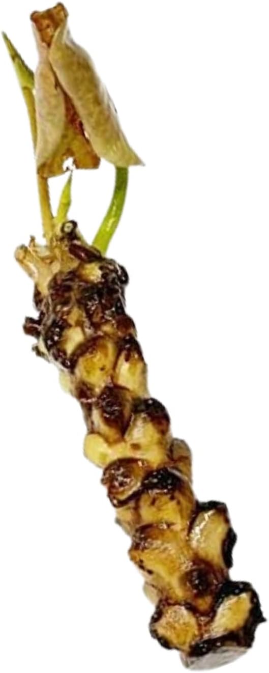 4 Pack Water Lily Tubers Live Aquatic Plant Freshwater Pond Garden Colorful by Greenpro