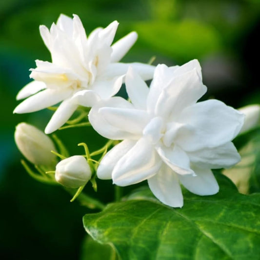 Jasmine Plant, Fragrant Jasmine Flower Vine 4-8 Inches Well Rooted for Container, Hanging Basket