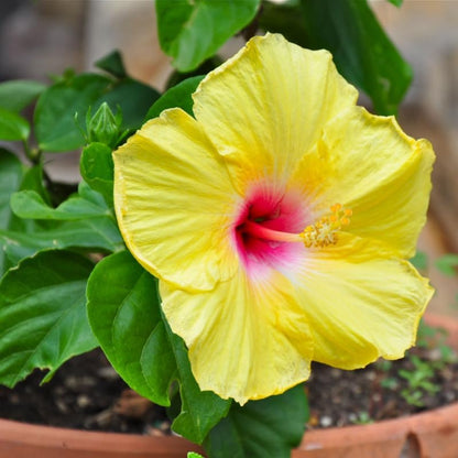 Tropical Yellow Hibiscus Plant Live, Hardy Hibiscus Flowers Colorful Blooms for Outdoor Landscapes, 8-10 Inch Height, Hibiscus Shrubs, No Pot, Well-Rooted
