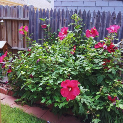 Red Hardy Hibiscus Live Plant – 5–7 Inch Tall Perennial Hibiscus Tree, Outdoor Flowering Plant for Garden, Landscape & Patio