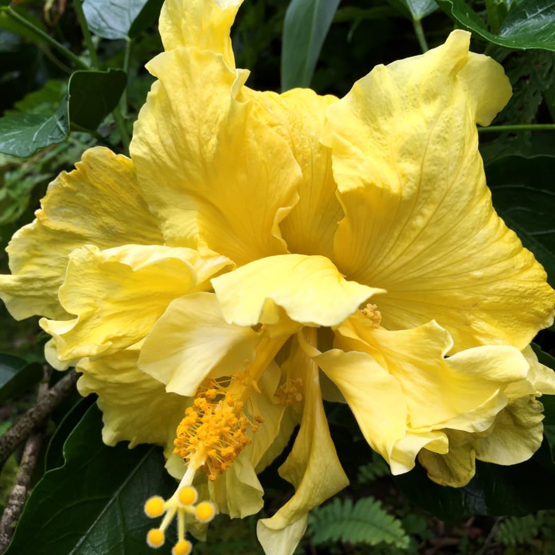 Live Hibiscus Plant – Double Golden Peach Variety, 8–12 Inch Tall Tropical Flower Plant, Hardy Outdoor Hibiscus for Garden, Patio & Containers, Ready to Bloom
