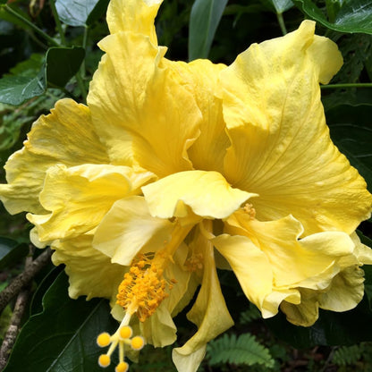 Live Hibiscus Plant – Double Golden Peach Variety, 8–12 Inch Tall Tropical Flower Plant, Hardy Outdoor Hibiscus for Garden, Patio & Containers, Ready to Bloom