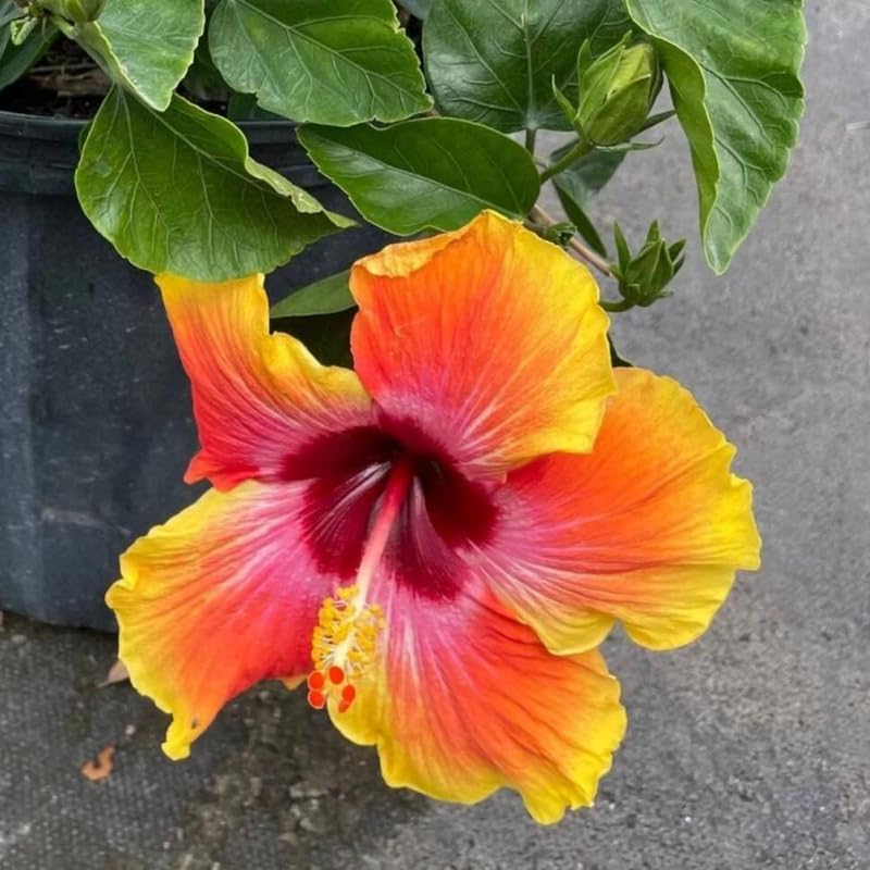 Live Hibiscus Plant – Sunset Variety, 8–12 Inch Tall Tropical Flowering Plant, Vibrant Multicolor Blooms, Outdoor Garden & Patio Hibiscus