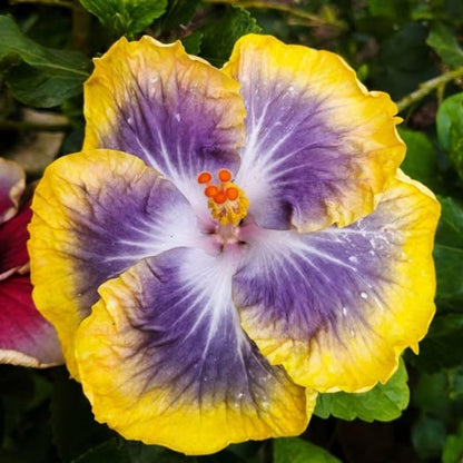 Purple Yellow Hibiscus Live Plant – 5–7 Inch Tropical Hibiscus Flower, Hardy Outdoor Hibiscus for Garden, Patio & Landscape Planting