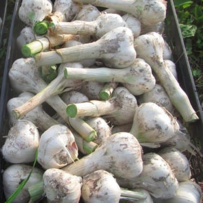 1 Pound Hard Neck Garlic for Planting in Fall, White Garlic Bulb for Planting, Fresh and High Yield, Cold Hardy, Planting Softneck Hardneck
