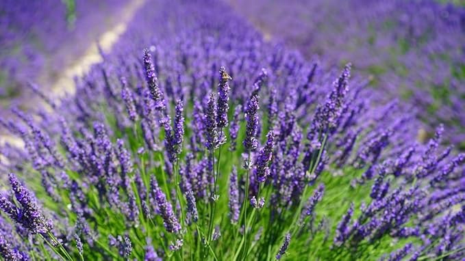 Lavender Potting Soil - Support The Resilience and Growth of Your Plants - 5 QUARTS