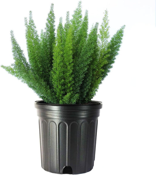 American Plant Exchange Live Foxtail Fern Plant, Plant Pot for Home and Garden Decor, 10" Pot