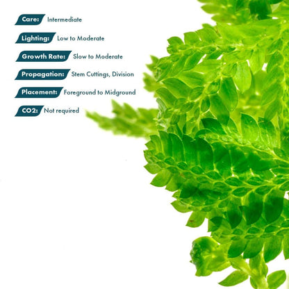 SubstrateSource Live Plants - Selaginella Siamensis (Selaginella siamensis) - Low to Medium Light, Bright Green to Lime Accents Aquatic Plant, Emersed or Terrarium Placement - Pot, 1 Pack