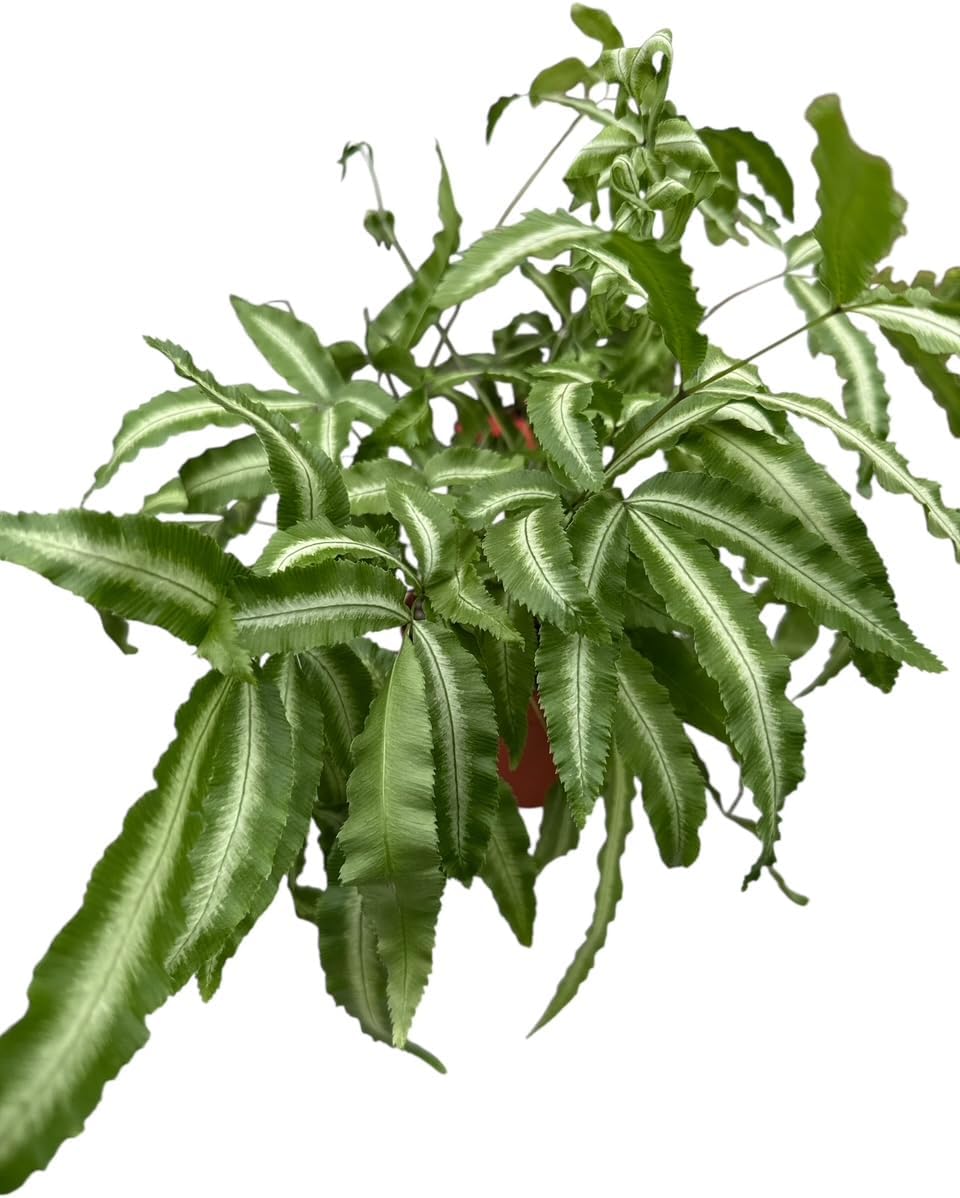 La Costa Plants Mixed Fern Plants, Set of 3, 4 Inch Pots, Live Indoor Outdoor Plants for Home and Office Decor