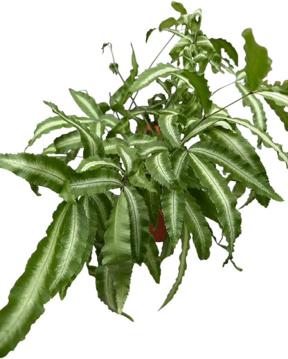 La Costa Plants Mixed Fern Plants, Set of 3, 4 Inch Pots, Live Indoor Outdoor Plants for Home and Office Decor
