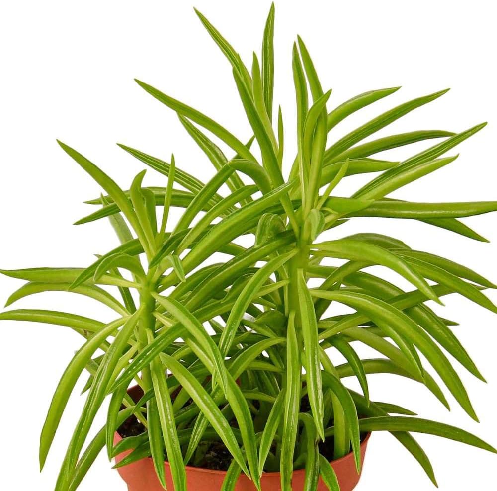 Peperomia Green Bean Live Plant for Indoor | Different Houseplants in 4'' & 6'' Pot | Real House Plant for Living Room, Office, Desk & Bathroom | Ferreyrae | Pincushion