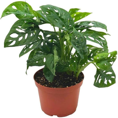 BubbleBlooms Swiss Cheese Plant in a 6 inch Pot Monstera Adansonii, Five Holes Vine Big Indoor House Plant