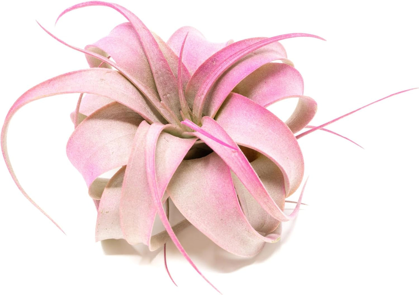 Fuchsia Colorful Tillandsia Air Plants - Long Lasting Color Enhanced Live Tillandsia Succulent House Plants - Home and Garden Decor - Easy Care Indoor/Outdoor Plants (Mini Xerographica, Pack of 3)
