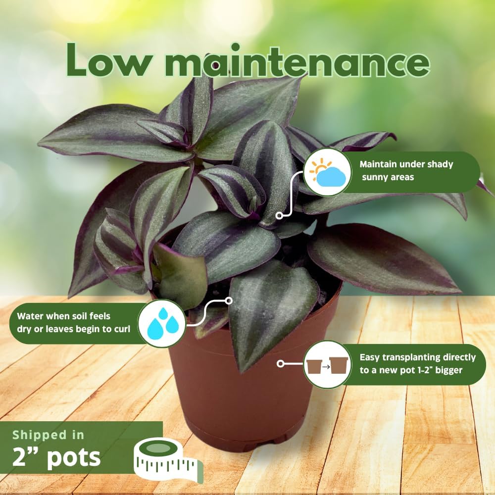 Wandering Dude Assortment, Tradescantia Variety, 2 inch, Set of 3 Tiny Mini Pixie Plant