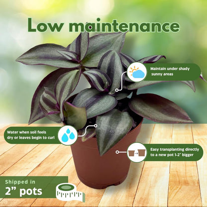 Wandering Dude Assortment, Tradescantia Variety, 2 inch, Set of 3 Tiny Mini Pixie Plant