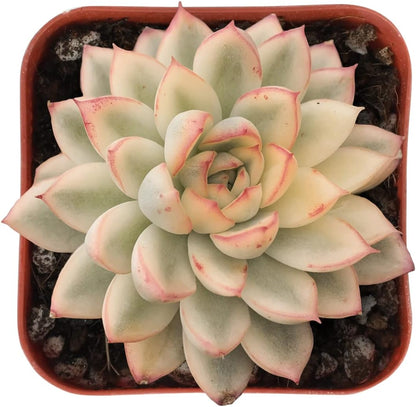 Sprout N Green Echeveria Mebina Variegata, Rare Live Succulent Plant in 2" Planter with Soil, Home Office Indoor Outdoor Wedding Decoration DIY Projects Party Favor