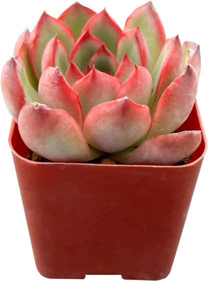 Sprout N Green Echeveria Puli-lindsayana, 1 Live Mini Succulent Plant Fully Rooted in 2 inch Starter Pot, Real House Plant for Indoor Outdoor Home Office Wedding Decoration Party Favor
