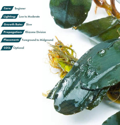 SubstrateSource Live Plants - Starglitz Buce (Bucephalandra sp.) - Low to Medium Light, Dark Green Iridescent Accent Aquatic Rhizome Plant, Foreground to Midground Placement - Loose Plant, 1 Pack