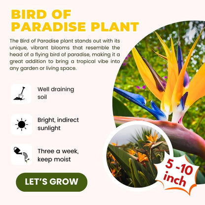 Yellow Bird of Paradise Plant Live Houseplant, 5-12 Inch Tall, Ornamental Strelitzia Reginae Live Plant for Indoor Outdoor