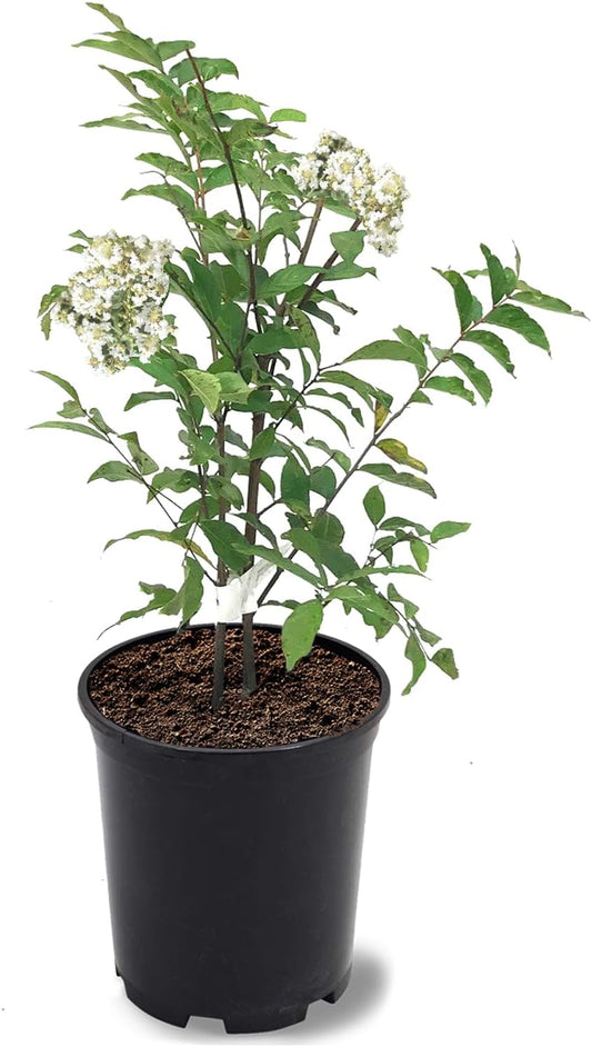 American Plant Exchange Crape Myrtle Tree, White Natchez, 1 Gallon Pot, 1-1.5ft Tall, Live Flowering Plant for Landscape, Garden & Patio, Fast Growing and Cold Hardy