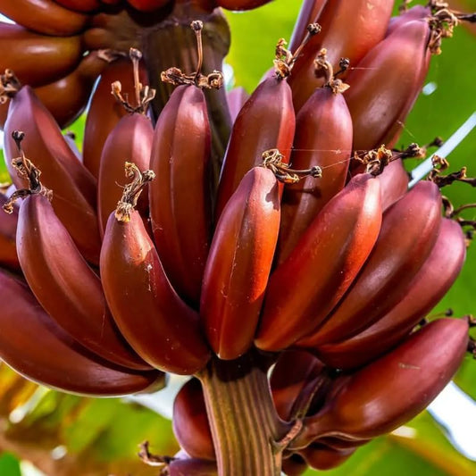 Red Banana Plant Live, 4-6" Tall Well-Rooted for Indoor Tropical Displays, Cold Hardy Banana Fruit Tree
