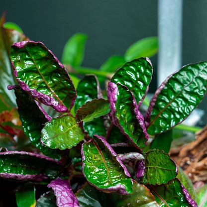 SubstrateSource Live Jungle Plants - Hemigraphis colorata (Hemigraphis sp.) - Low to Medium Light, Purple Green, Terrarium or Paludarium, Decorative Rosette Foliage - Pot