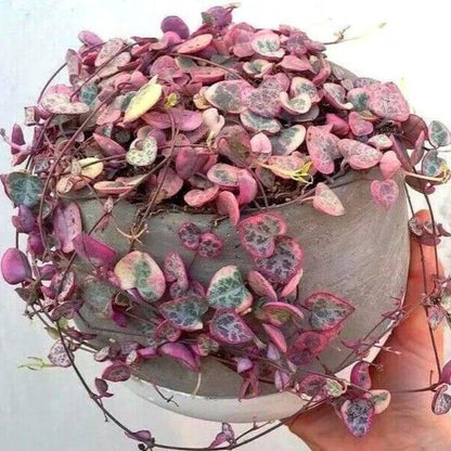 Ceropegia Woodii Variegated String of Hearts Plant Live, Trailing Succulent Vine, Rare Live Indoor Plant in Pot