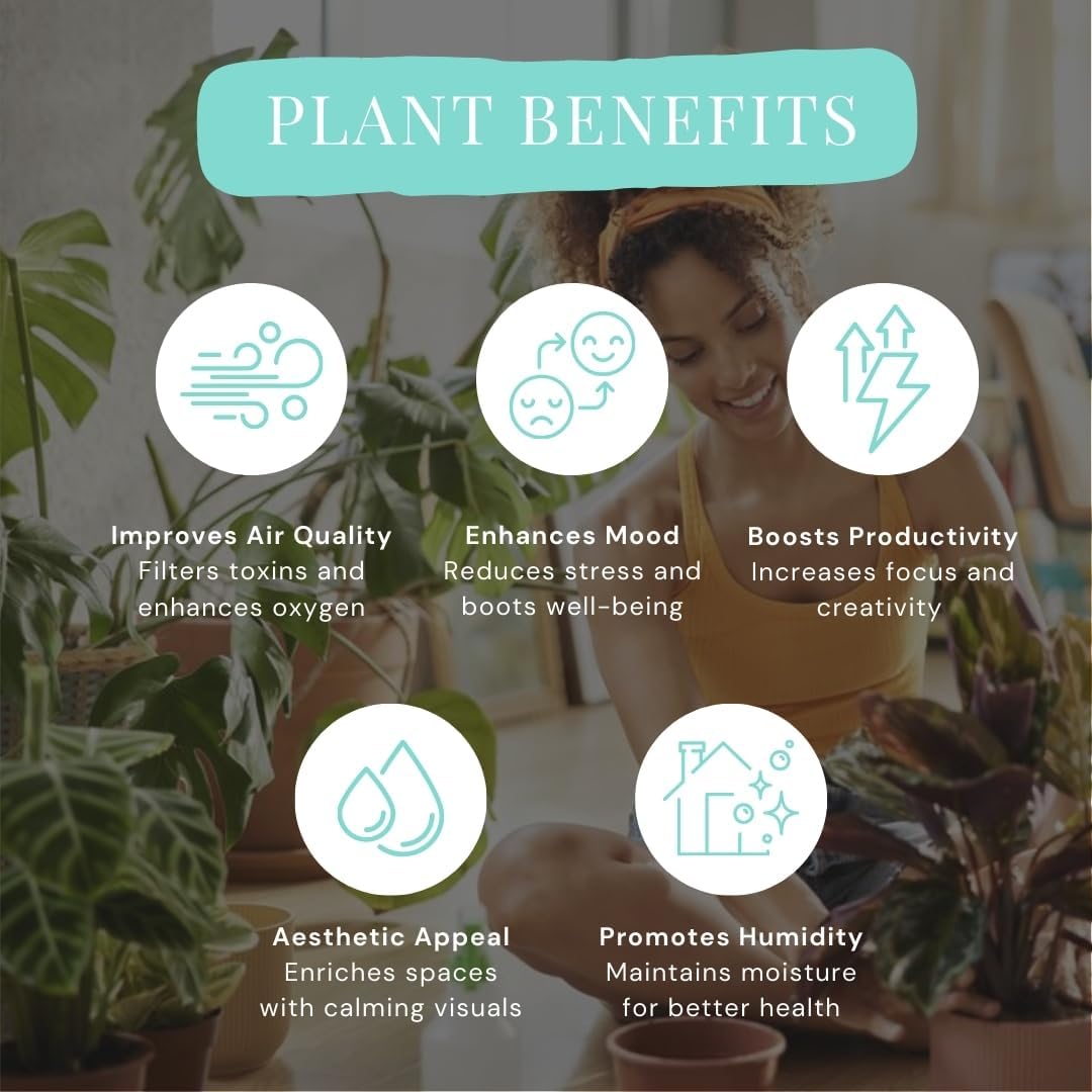 CoollectivePlants Calathea Stella - Live Calathea Plant in 6″ Growers Pot, Easy Indoor House Plants, Pet Friendly Plants Indoor, Low Maintenance Houseplant