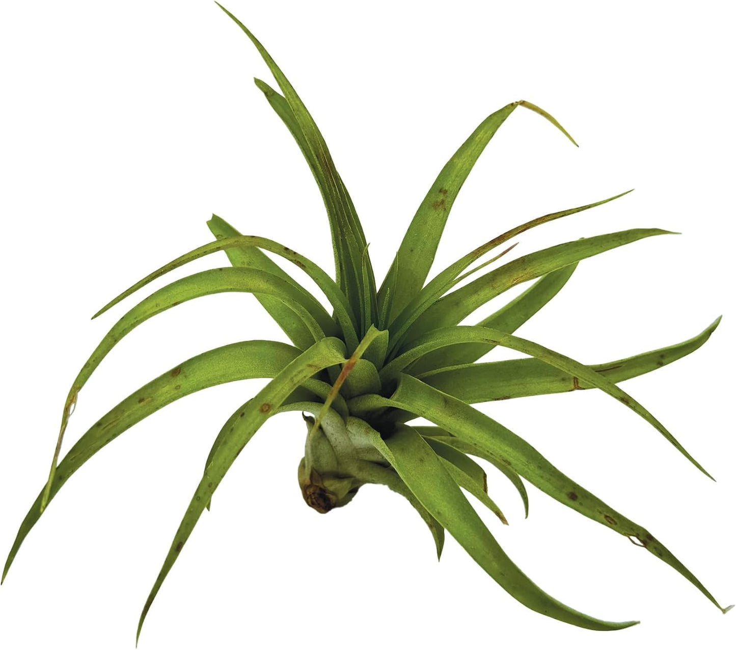 ragnaroc Air Plants - Tillandsia Brachycaulos Multiflora, Jumbo 5-7" - 3 ct - Live Arrival Guaranteed - House Plants for Home Decor & Gift