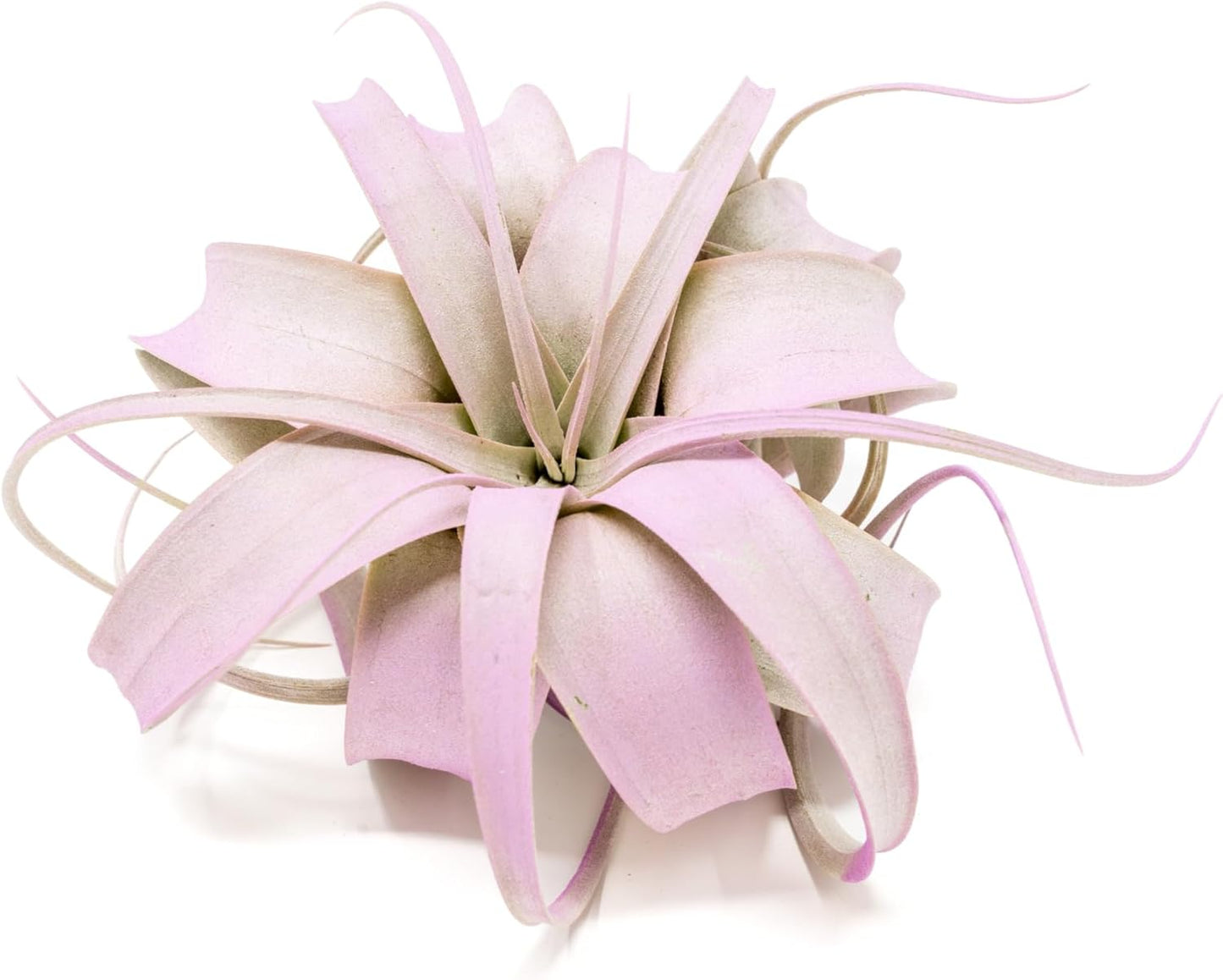 Lavender Colorful Tillandsia Air Plants - Long Lasting Color Enhanced Live Tillandsia Succulent House Plants - Home and Garden Decor - Easy Care Indoor and Outdoor Plants