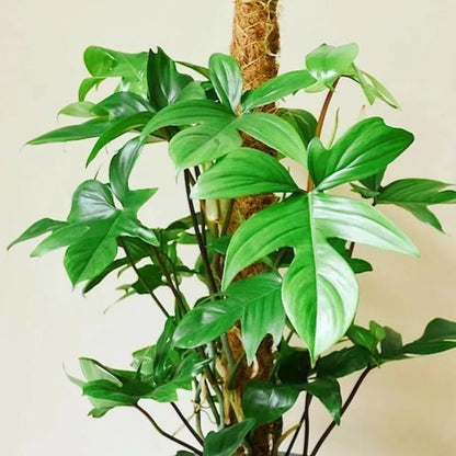 2 Beauty Philodendron Live Plant 5-9" Tall, Rare Tropical Indoor Houseplant Home Garden