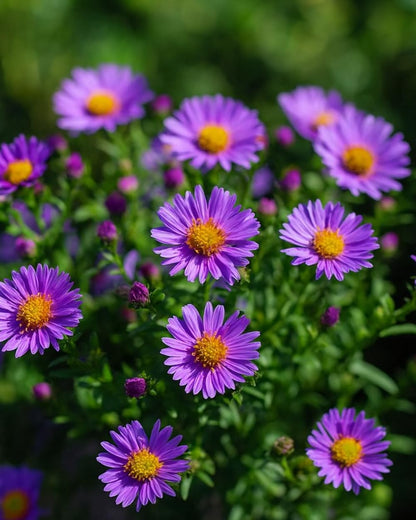 Perennial Farm Aster D. 'Wood's Purple' – Live Perennial in #1 Container, Pale Violet Daisy-Like Blooms, Compact & Hardy, Pollinator Friendly, Long Blooming, Great for Borders & Fall Gardens