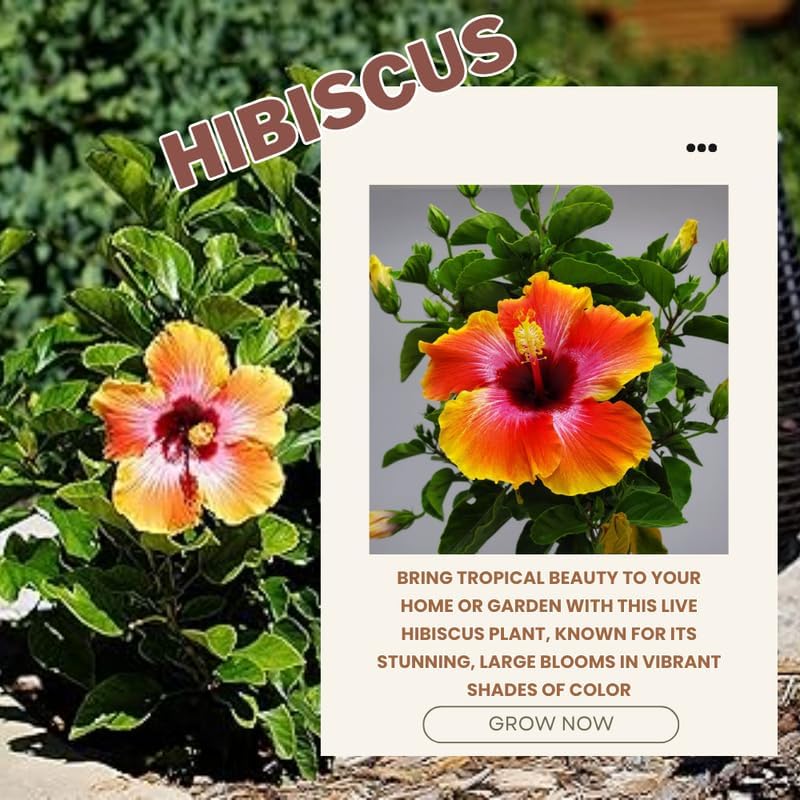 Sunset Hibiscus Plant Live, Hardy Hibiscus Flowers Colorful Blooms for Outdoor Landscapes, 8-10 Inch Height, Hibiscus Shrubs, No Pot, Well-Rooted