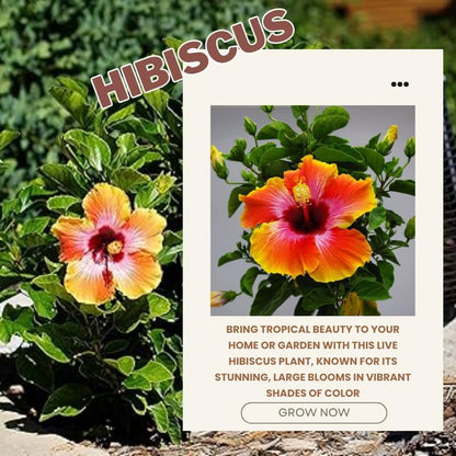 Sunset Hibiscus Plant Live, Hardy Hibiscus Flowers Colorful Blooms for Outdoor Landscapes, 8-10 Inch Height, Hibiscus Shrubs, No Pot, Well-Rooted