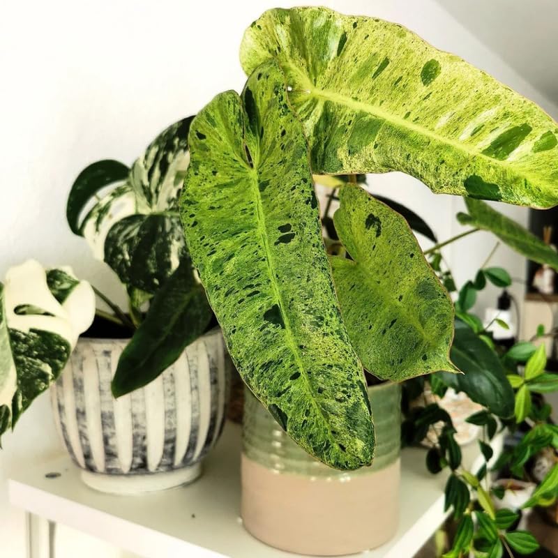 2 Long Leaf Philodendron Live Plant 5-9" Tall, Rare Tropical Indoor Houseplant Home Garden