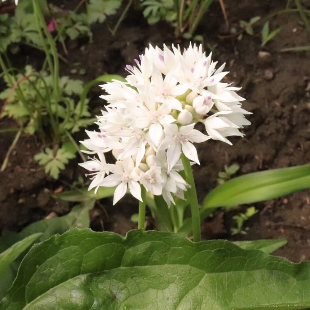 Gardens Best Graceful Beauty Alliums – 30 Bulbs - White Star-Shaped Flowers | Easy-Grow Spring Perennials | Deer Resistant | Attracts Bees & Butterflies | Zones 4–9