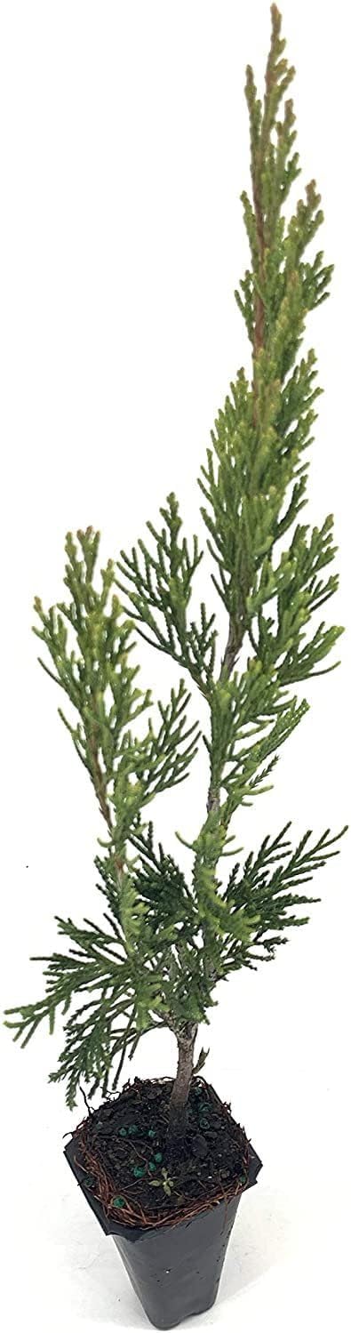 Spartan Juniper | 30 Live Trees | Juniperus Chinensis | Evergreen Privacy Screening Plant