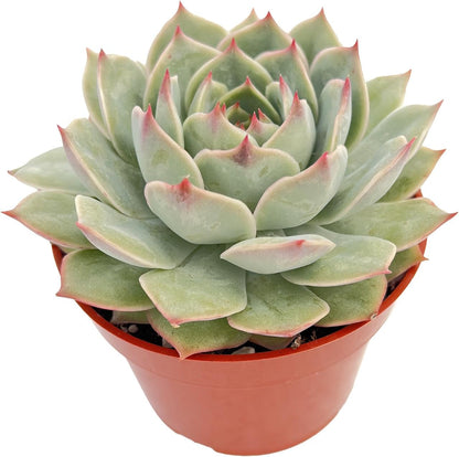 Live Succulent Plants Echeveria 'Pink Tips', Easy Care Potted Succulents, Approx 4" D x 4" H, Indoor Houseplant, Unique Gifts, Home Office Décor
