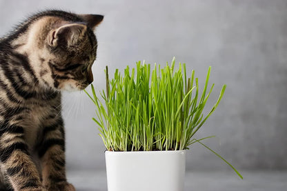 Cat Grass Seeds for Growing | 4 Way Blend, Rye, Wheat, Oats and Barley | Made in USA, Ships from Iowa. (2 Pounds)