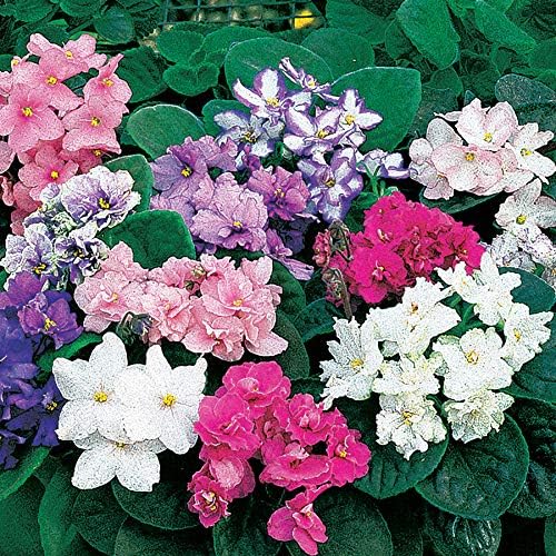 Park Seed African Violet Flower Plant Seeds, Easy to Grow, Perfect for Spring Garden, Fantasy Hybrid, Pack of 50