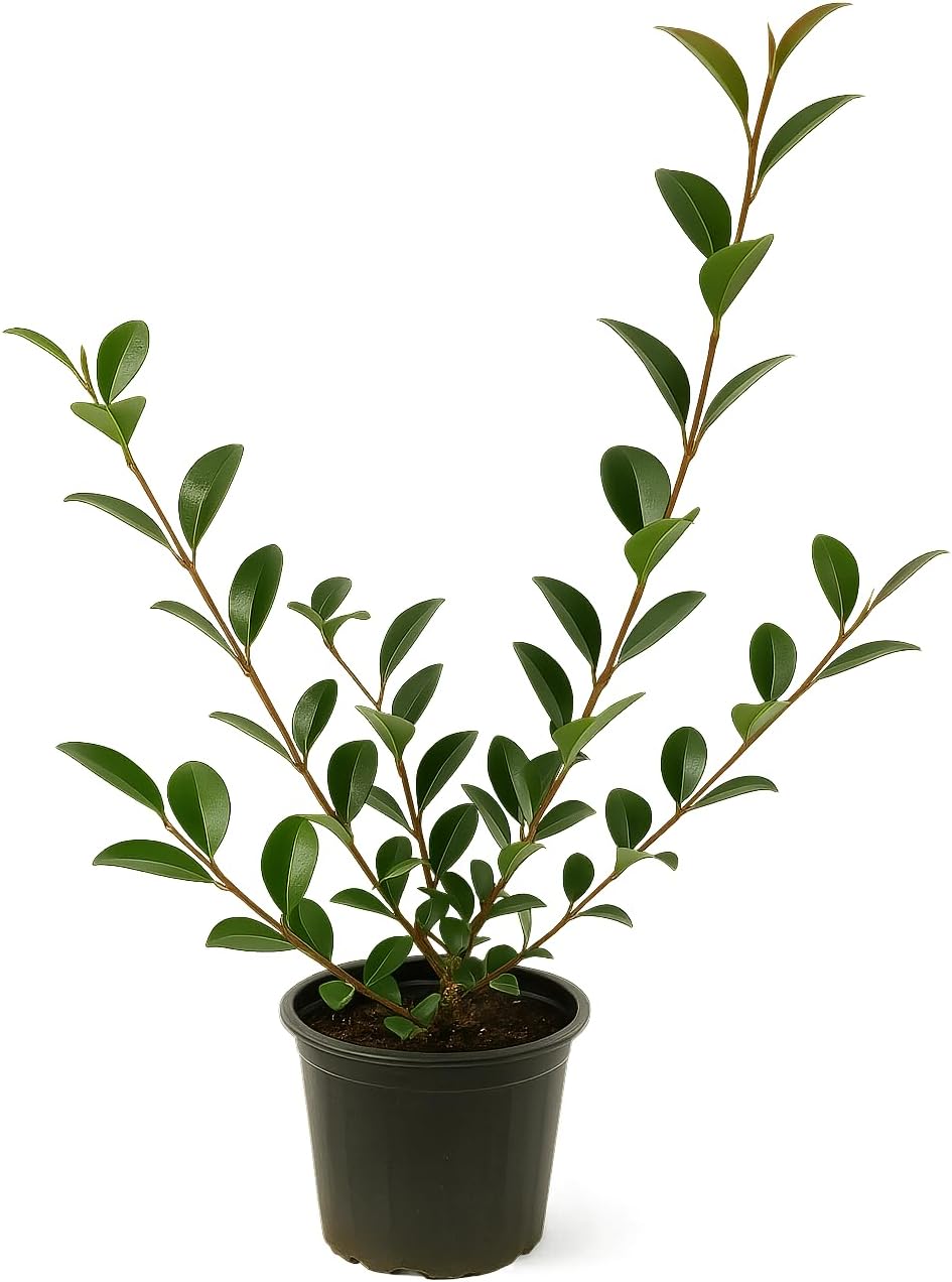 Kanjiro Camellia Flowering Shrub, 1 Gallon, Pink Blooms, Evergreen Plant