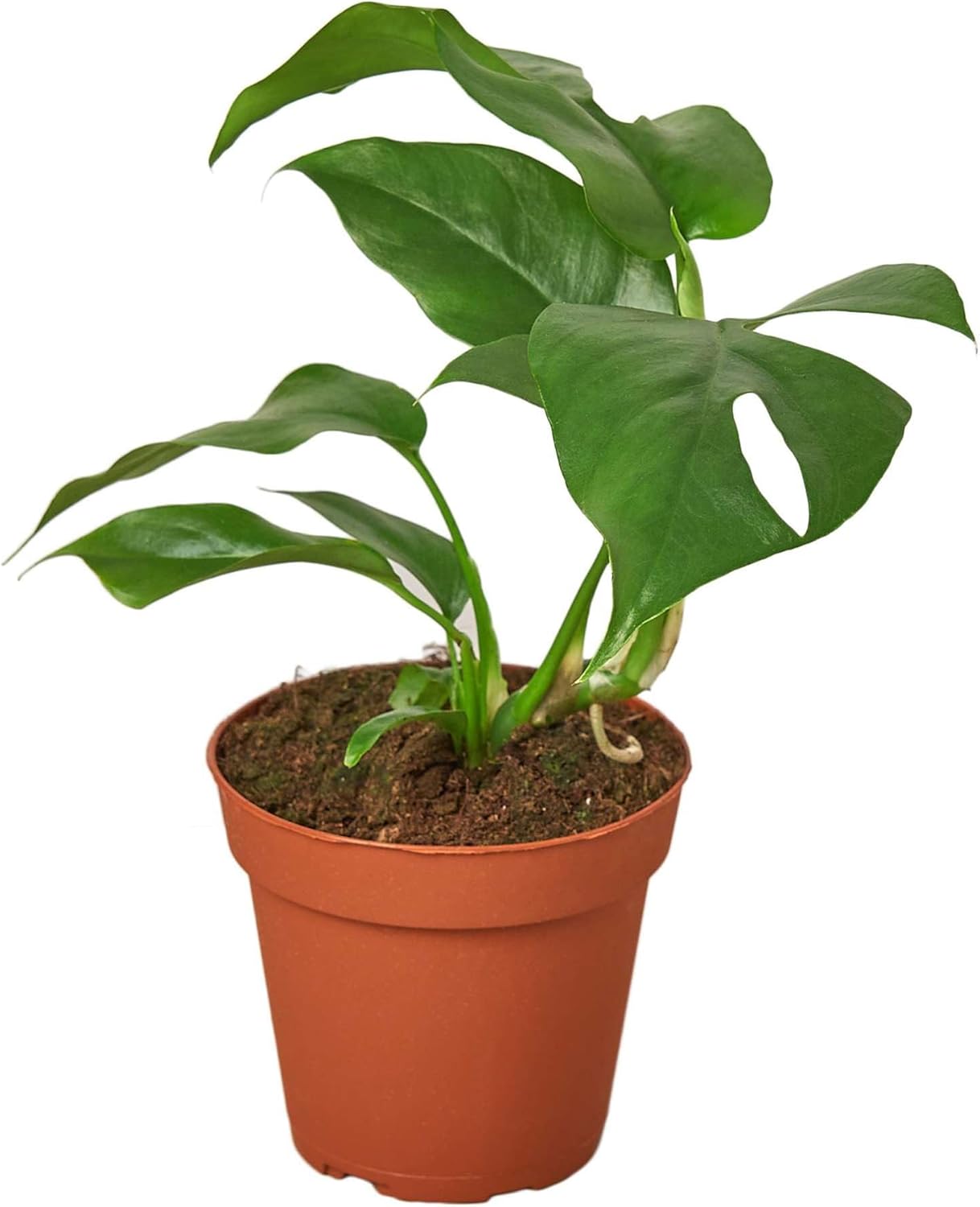 Philodendron Monstera Minima Live Plant for Indoor | Different Houseplants in 4'' & 6'' Pot | Real House Plant for Living Room, Office, Desk & Bathroom | Cheese Holes Plant