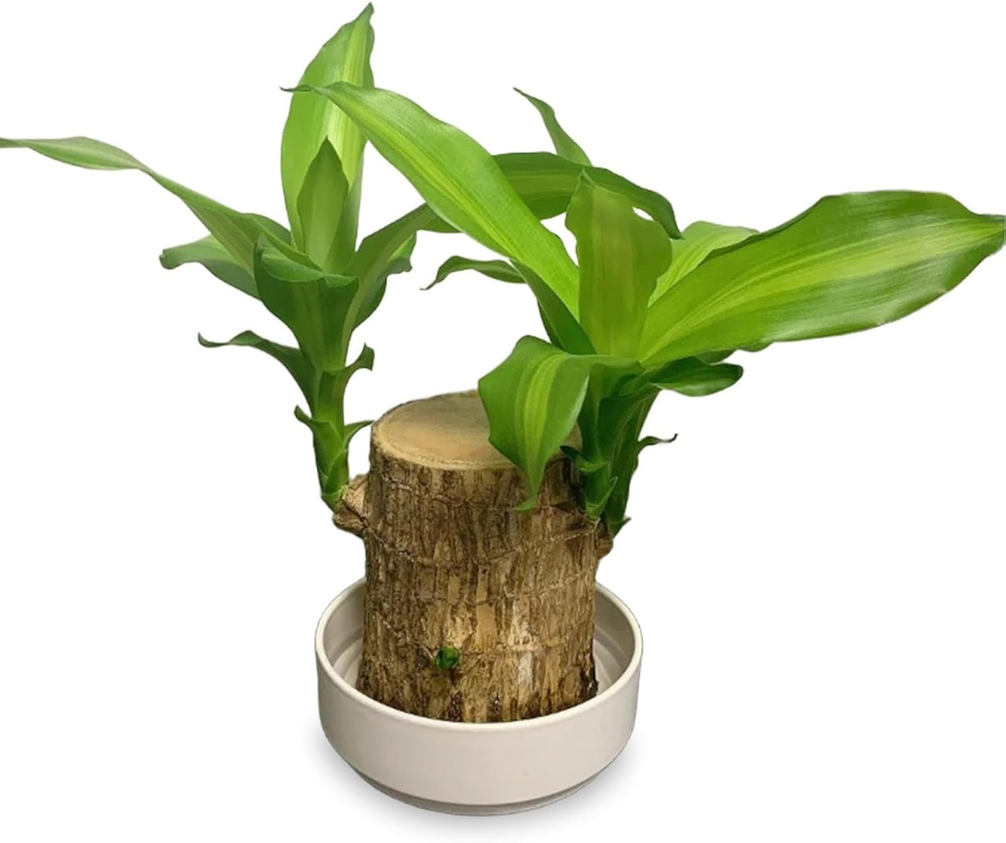 2025 New Lucky Brazilian Wood Potted Plant, Mini Brazil Wood Hydroponic Plant, Desktop Decoration with Plastic Tray